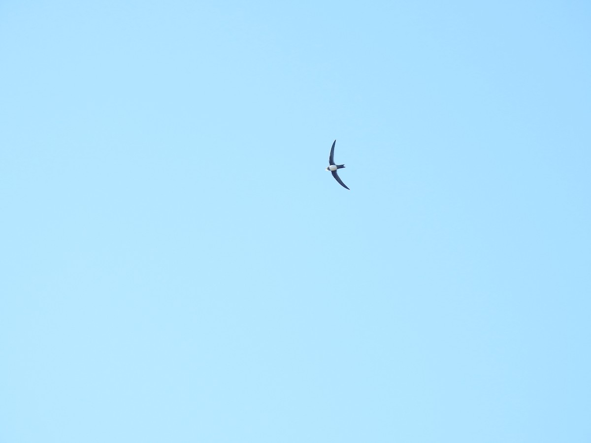 Alpine Swift - ML641871698