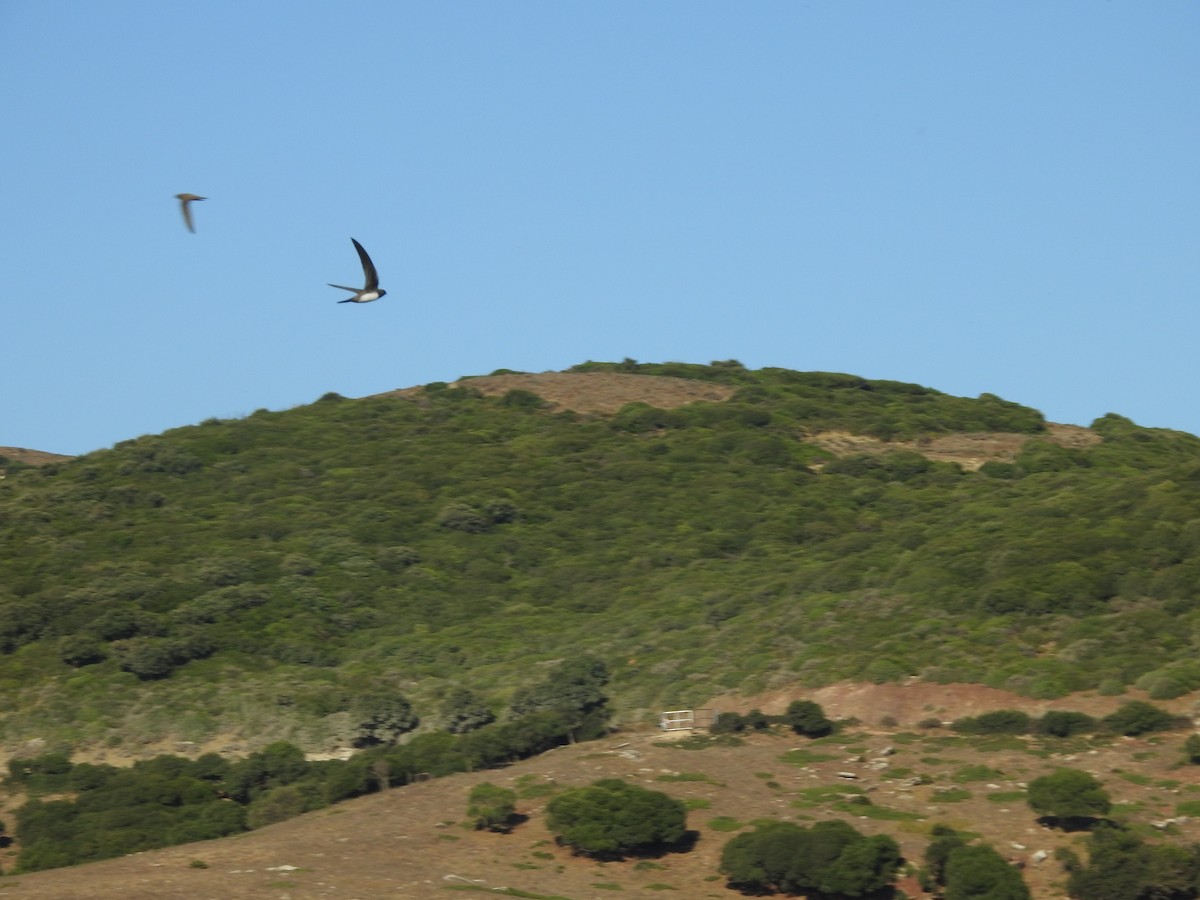 Alpine Swift - ML641871699