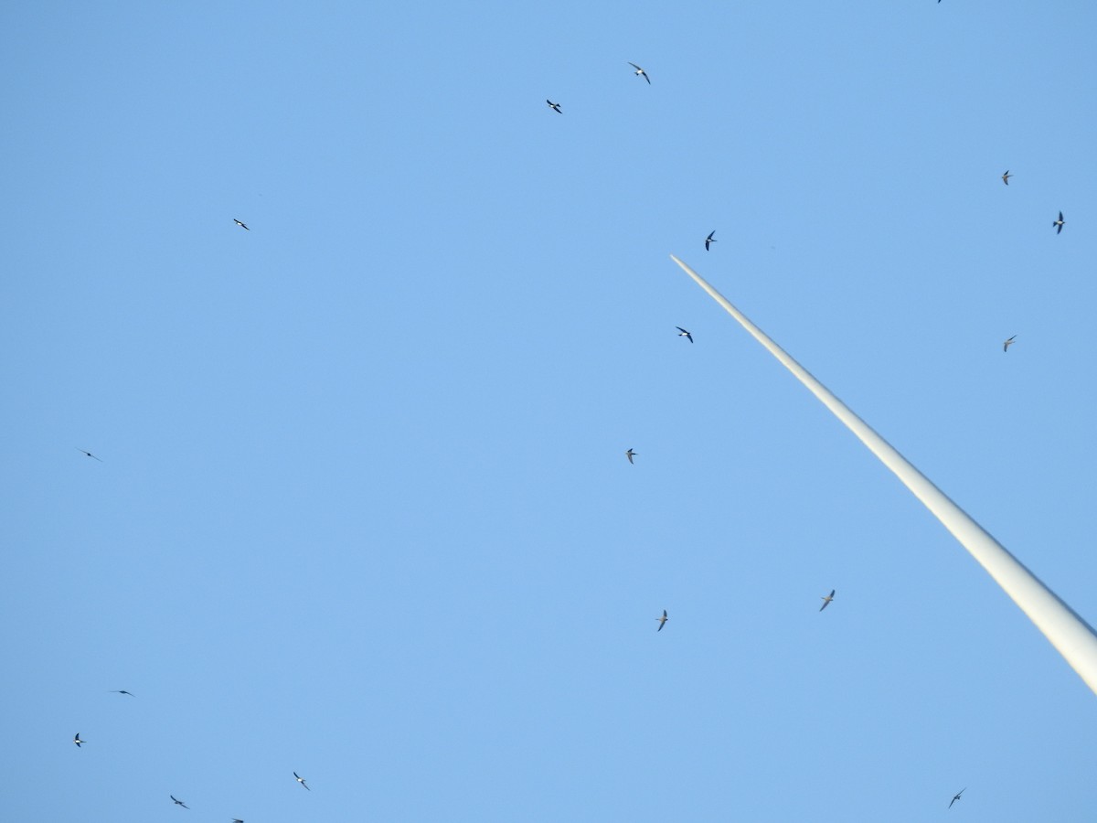 Alpine Swift - ML641871700
