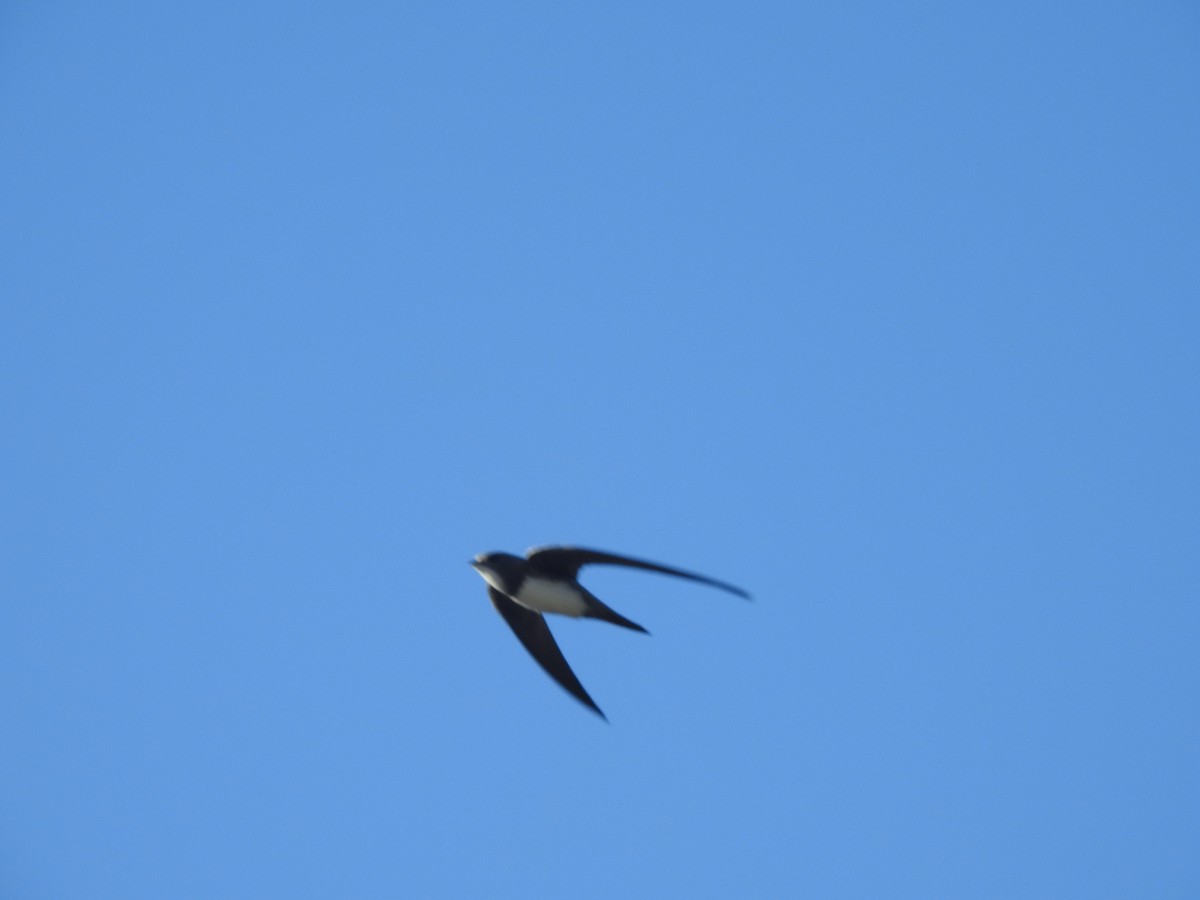 Alpine Swift - ML641871701
