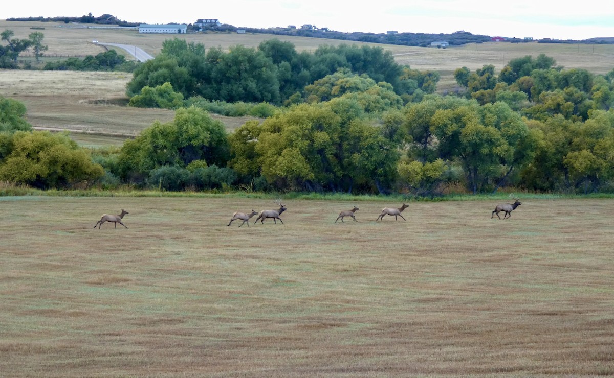 American Elk - ML641871720