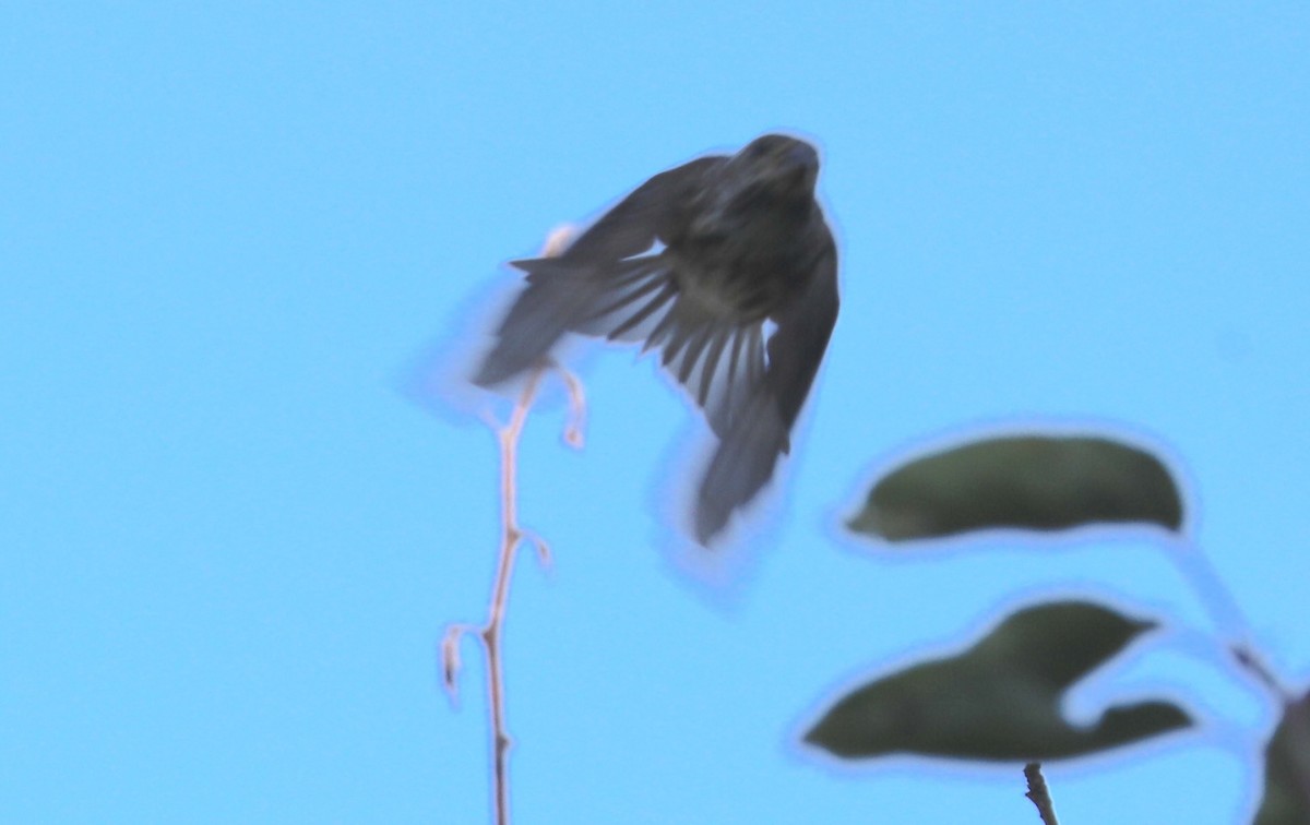 Purple Finch (Eastern) - ML641871727