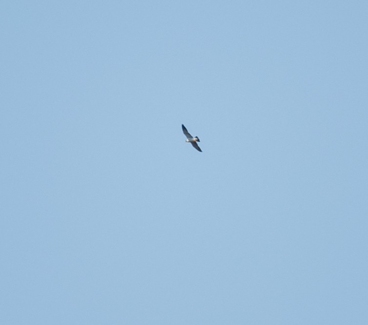 Peregrine Falcon - ML641871729