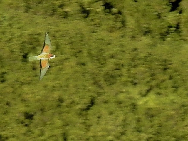 European Bee-eater - ML641871743