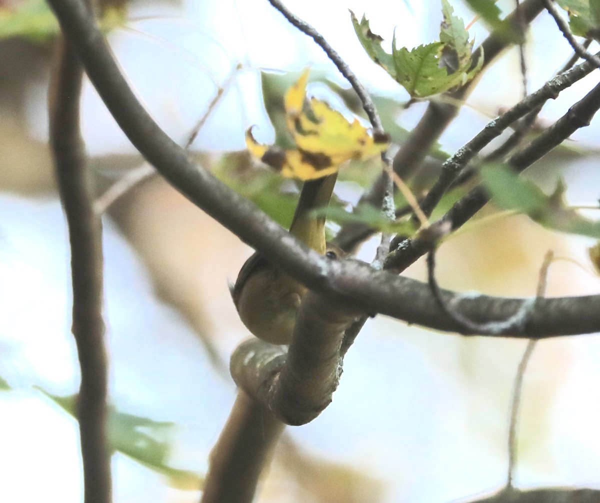 Common Yellowthroat - ML641871745