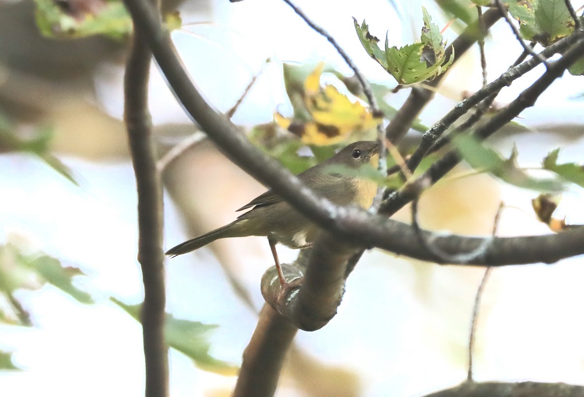 Common Yellowthroat - ML641871751