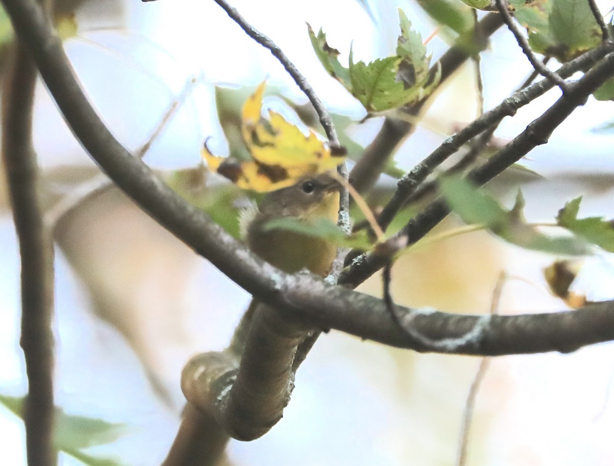 Common Yellowthroat - ML641871754