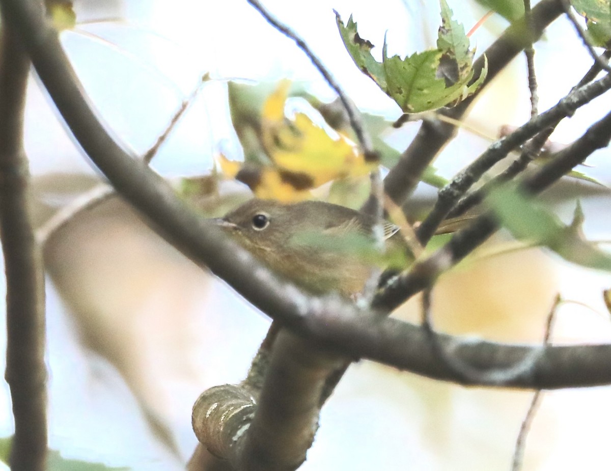 Common Yellowthroat - ML641871758