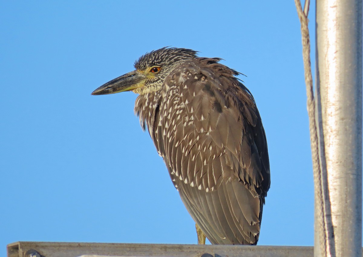 Yellow-crowned Night Heron - ML641871759