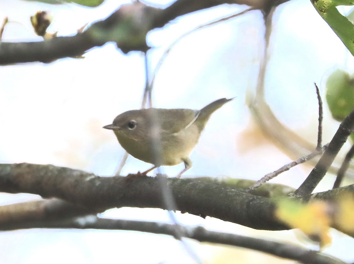 Common Yellowthroat - ML641871762
