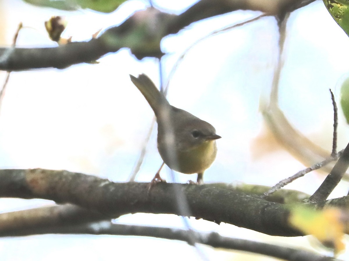 Common Yellowthroat - ML641871766