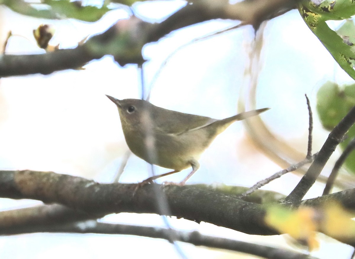 Common Yellowthroat - ML641871777