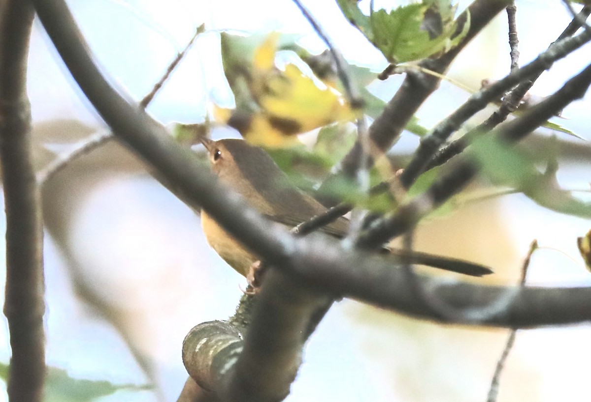 Common Yellowthroat - ML641871780