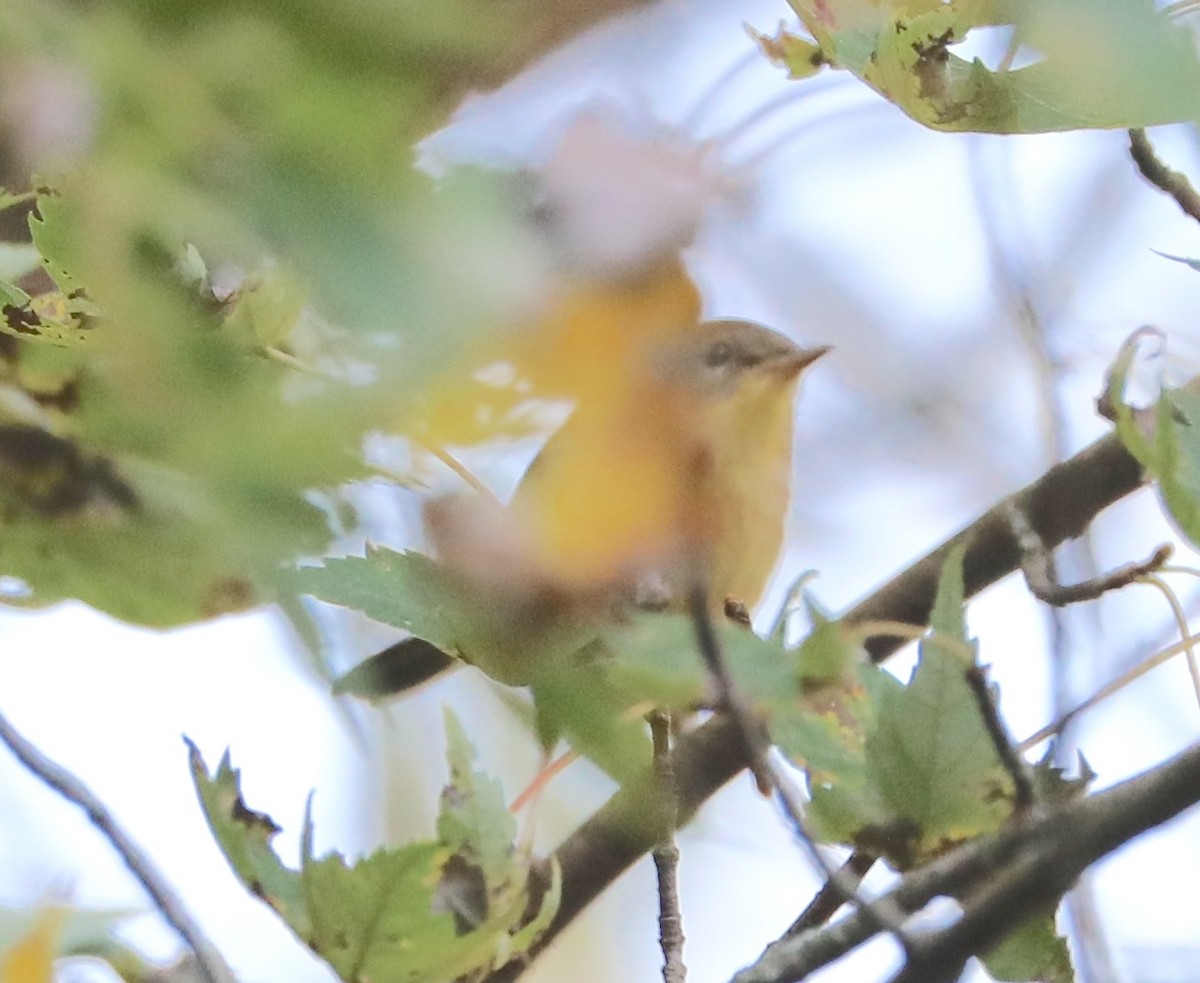 Common Yellowthroat - ML641871781