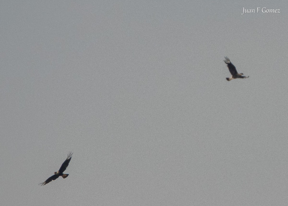 Crested Caracara - ML641871785