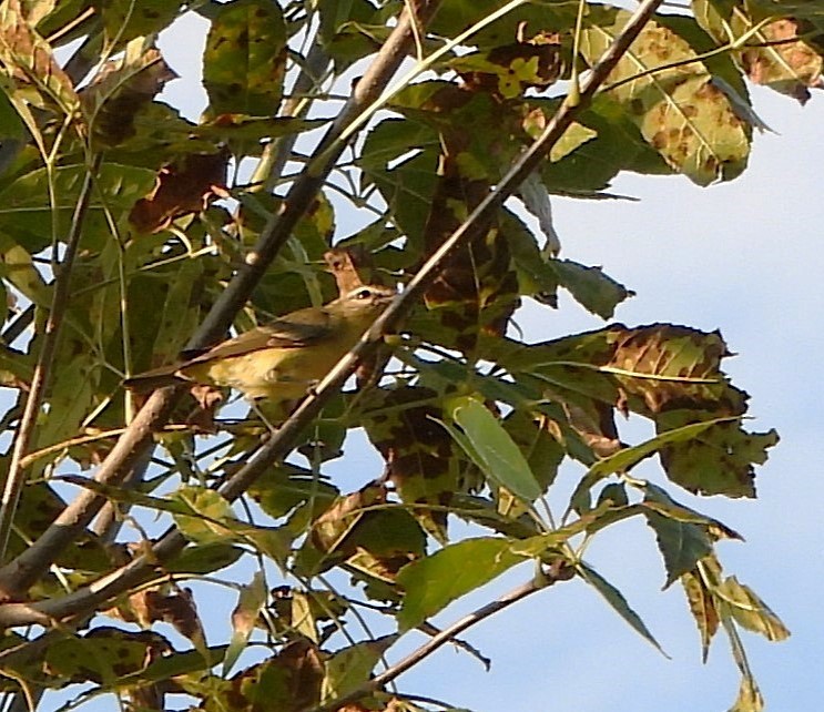 Philadelphia Vireo - ML641871811