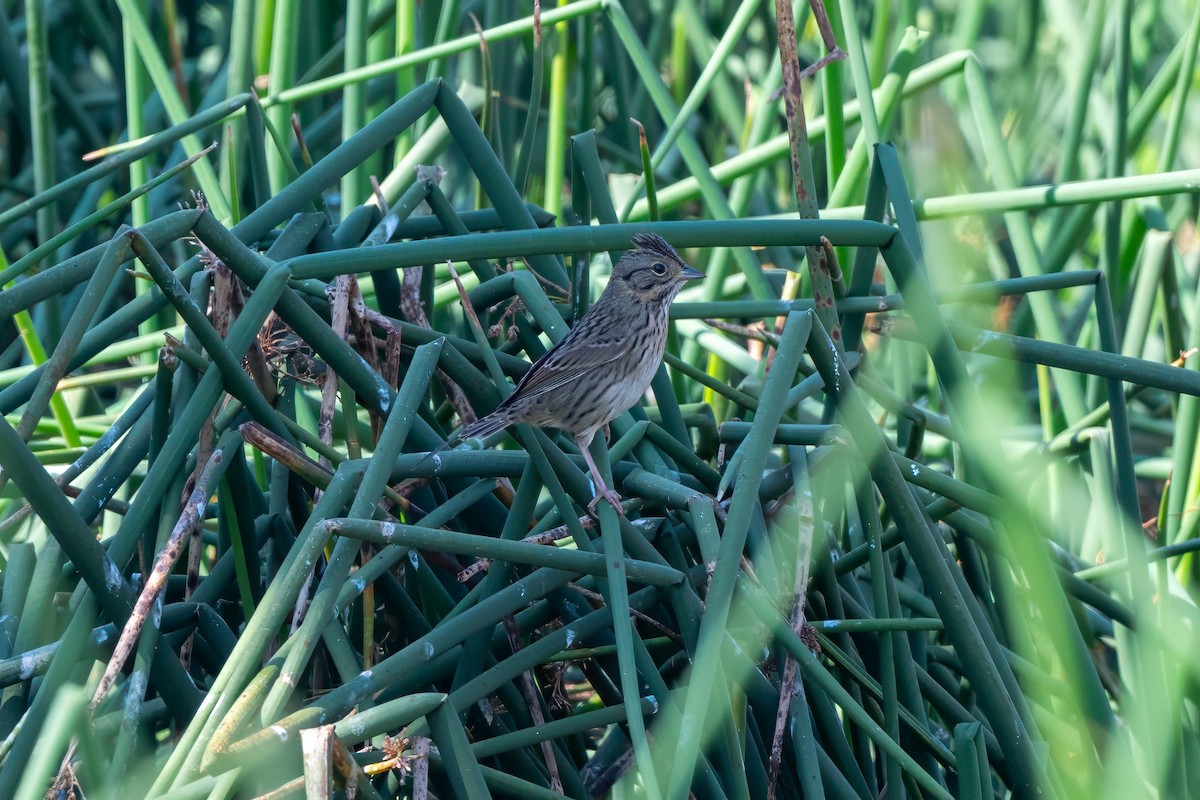 Lincoln's Sparrow - ML641871812