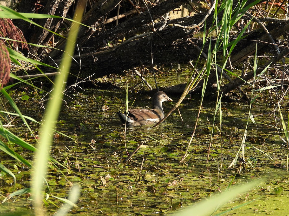 Common Gallinule - ML641871817