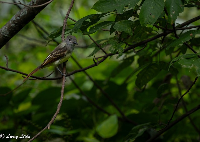 Great Crested Flycatcher - ML641871860
