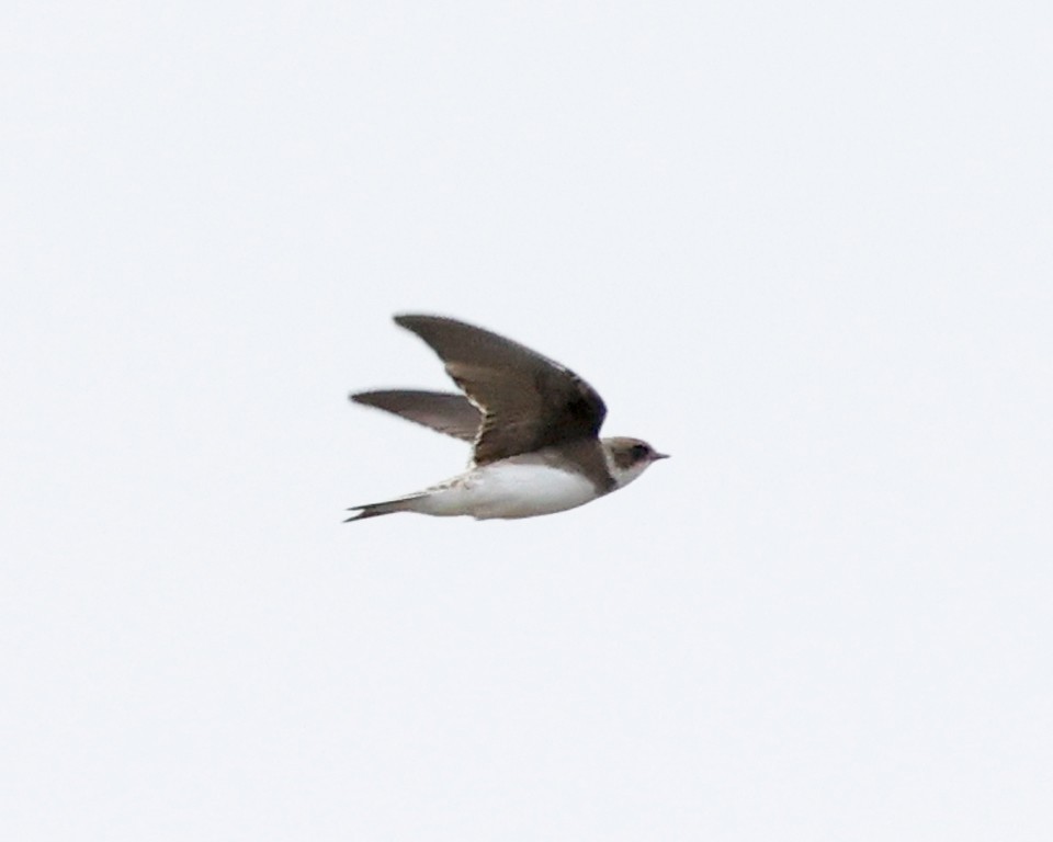 Bank Swallow - ML641871861