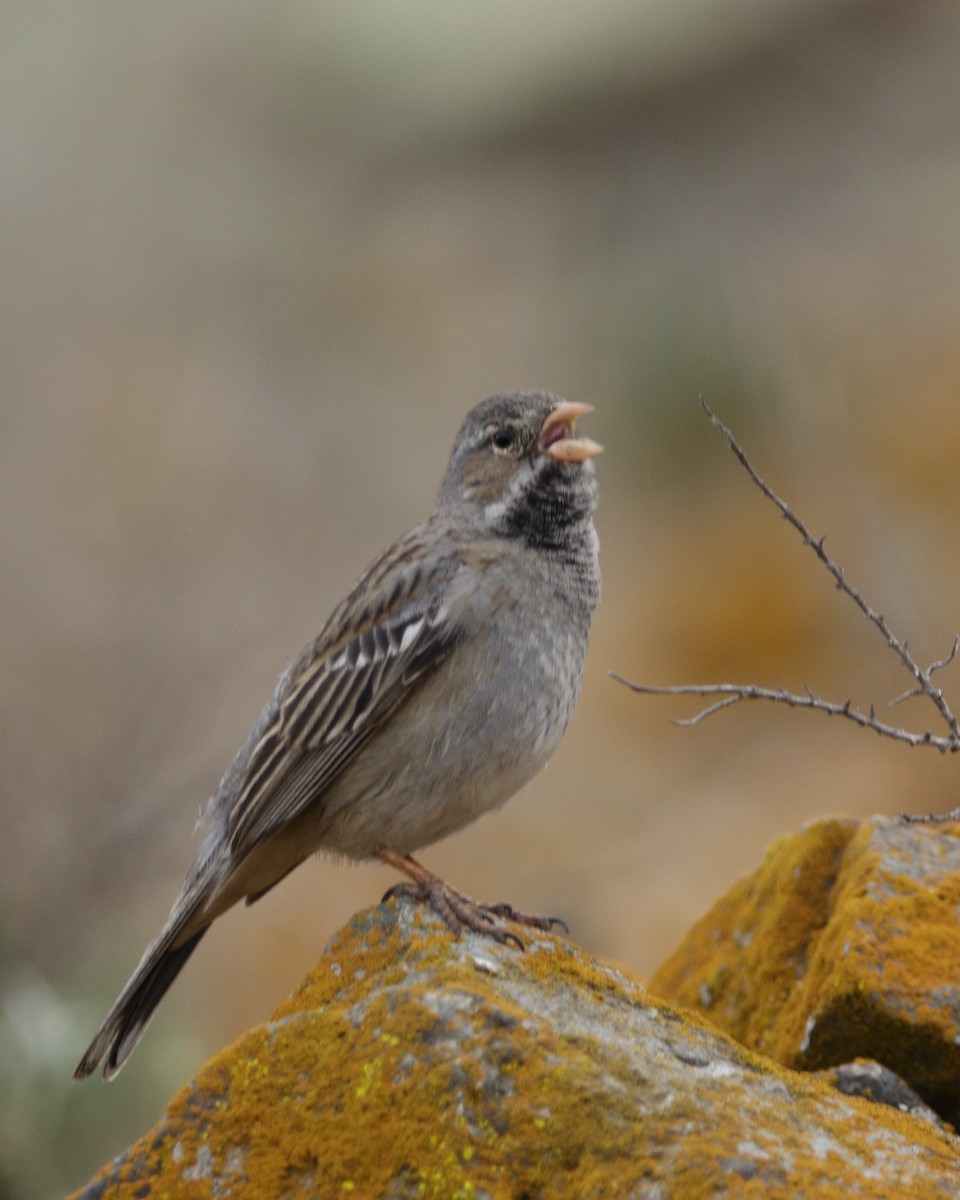 Mourning Sierra Finch - ML641871874
