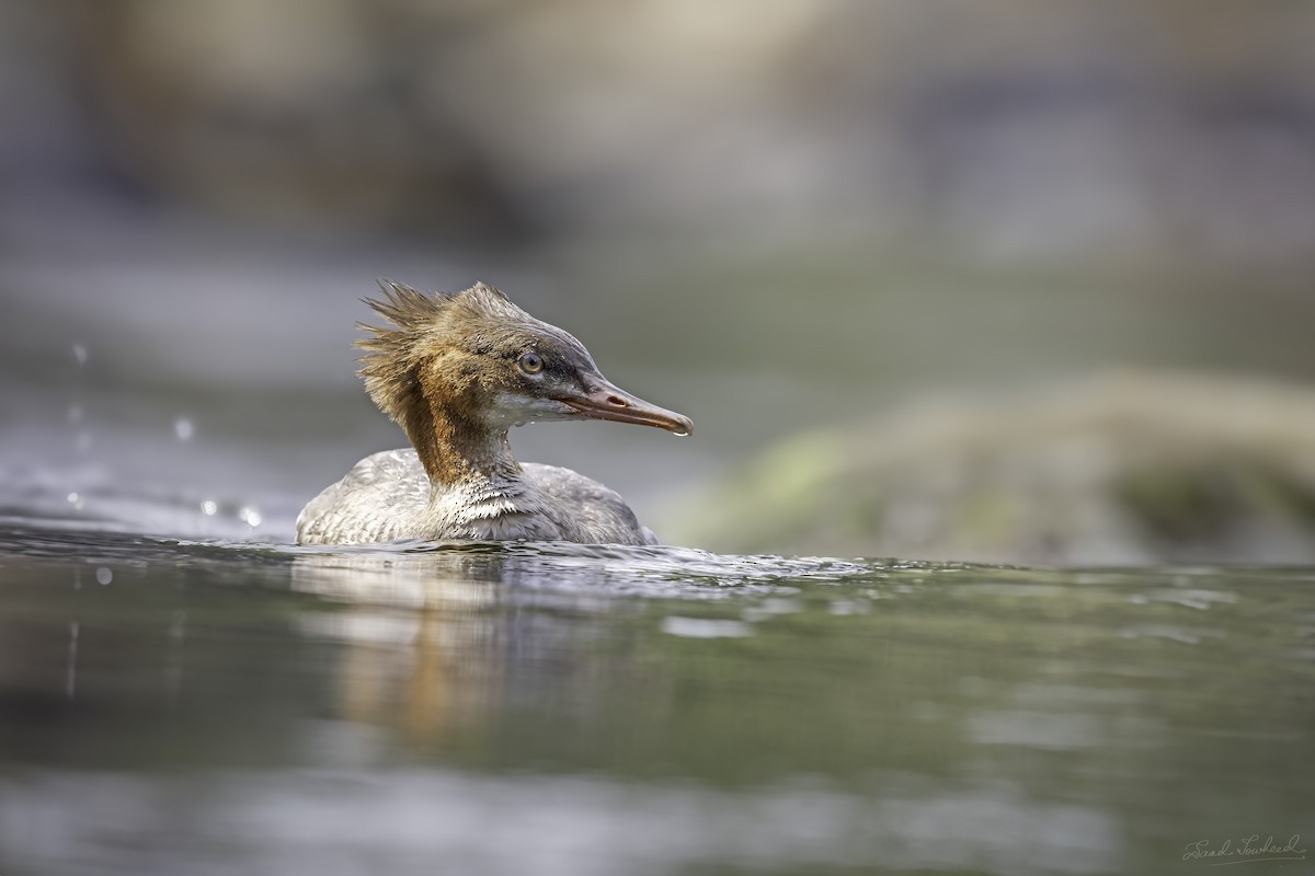 Common Merganser - ML641871883