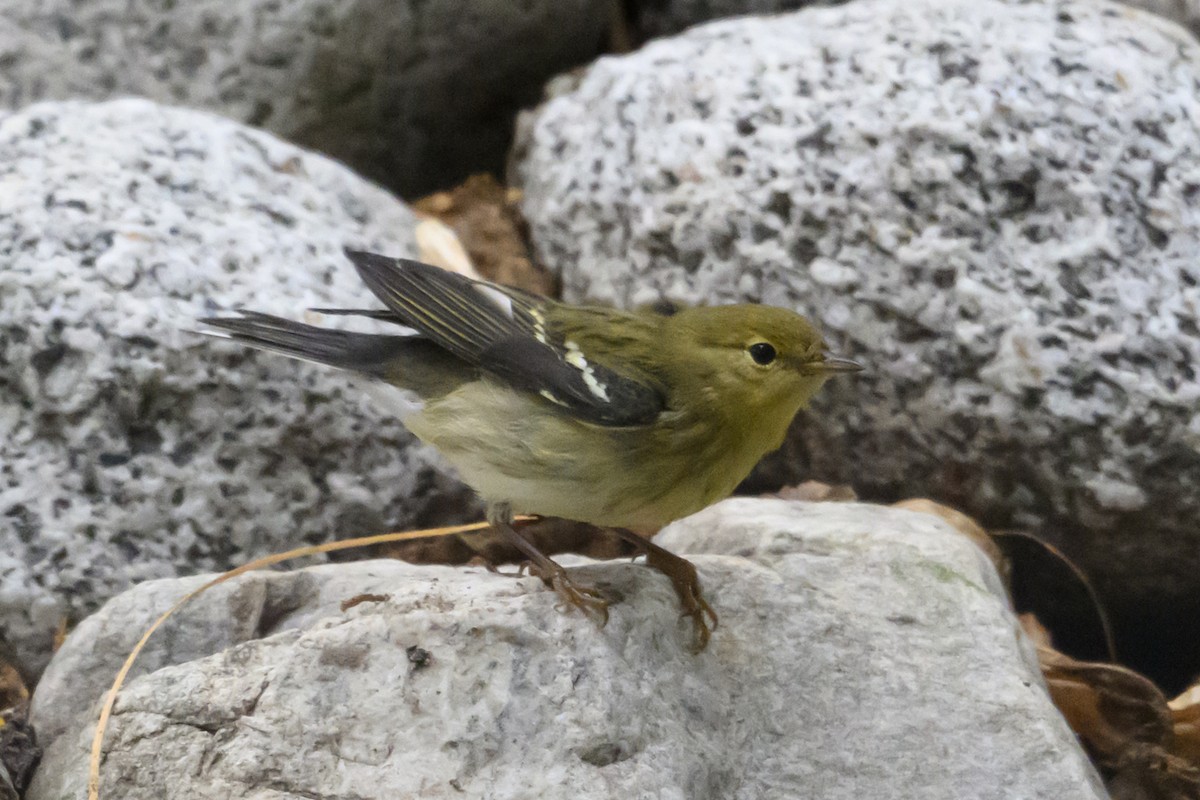 Blackpoll Warbler - ML641871885