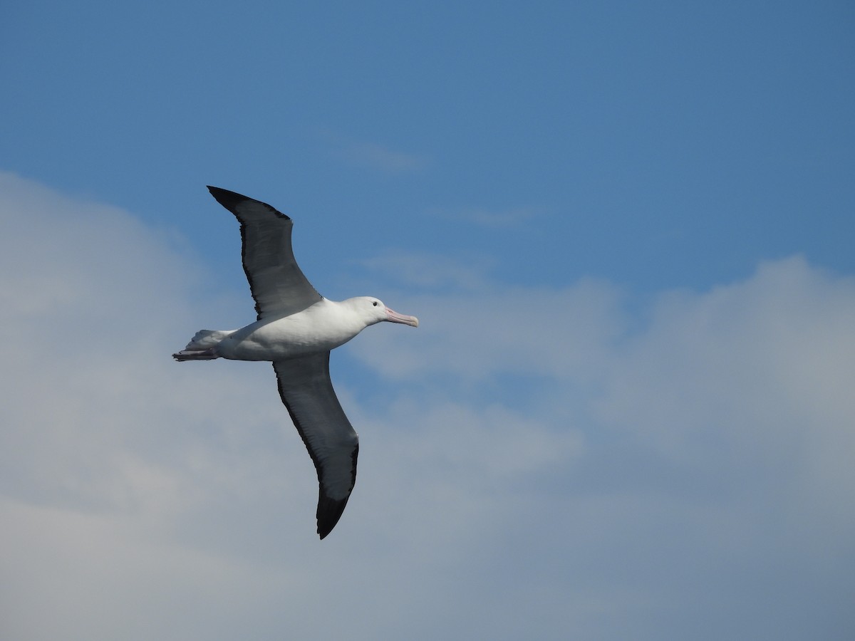 Northern Royal Albatross - ML641871886