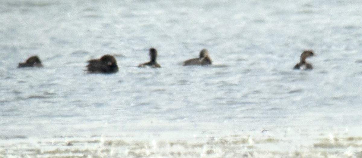 Pied-billed Grebe - ML641871902