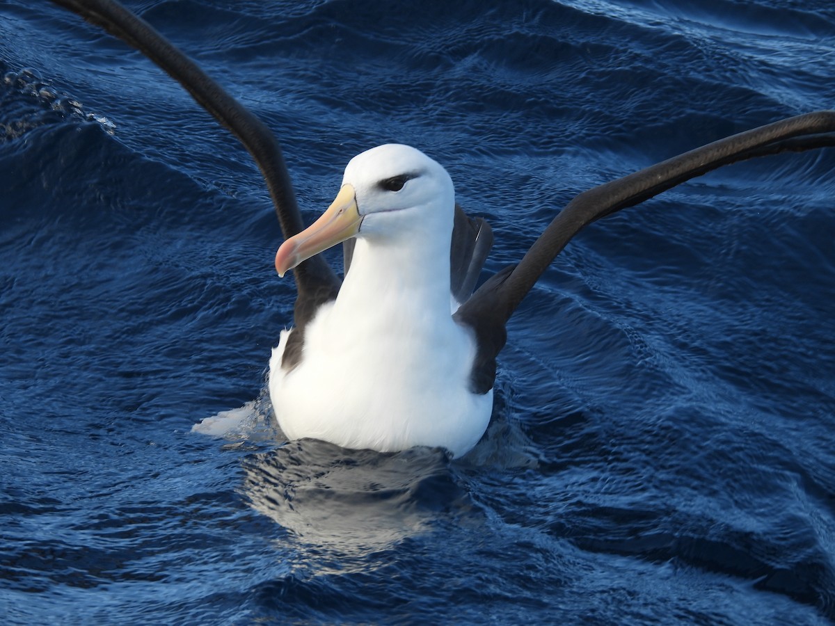 Black-browed Albatross (Black-browed) - ML641871904
