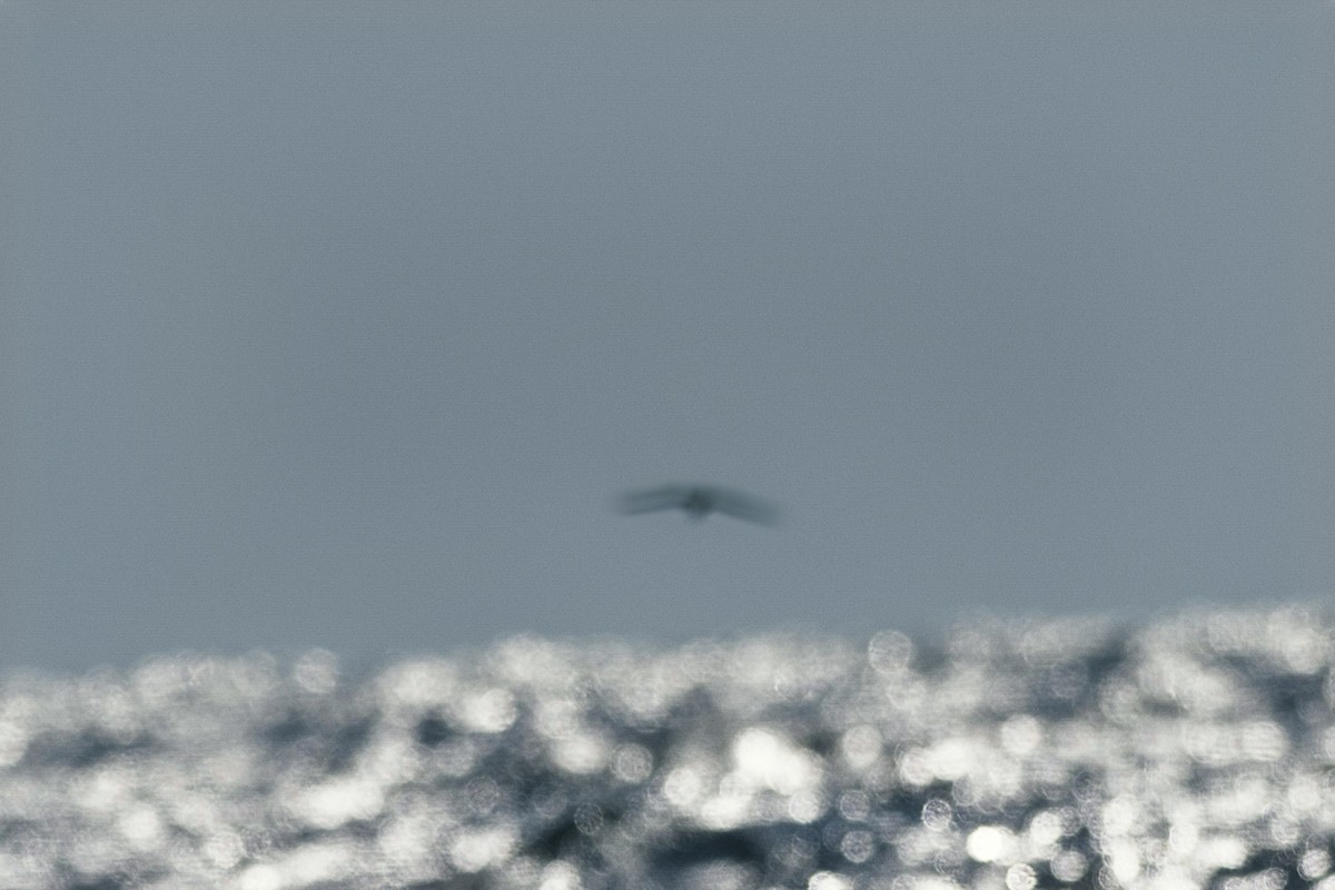 Great Shearwater - ML641871914