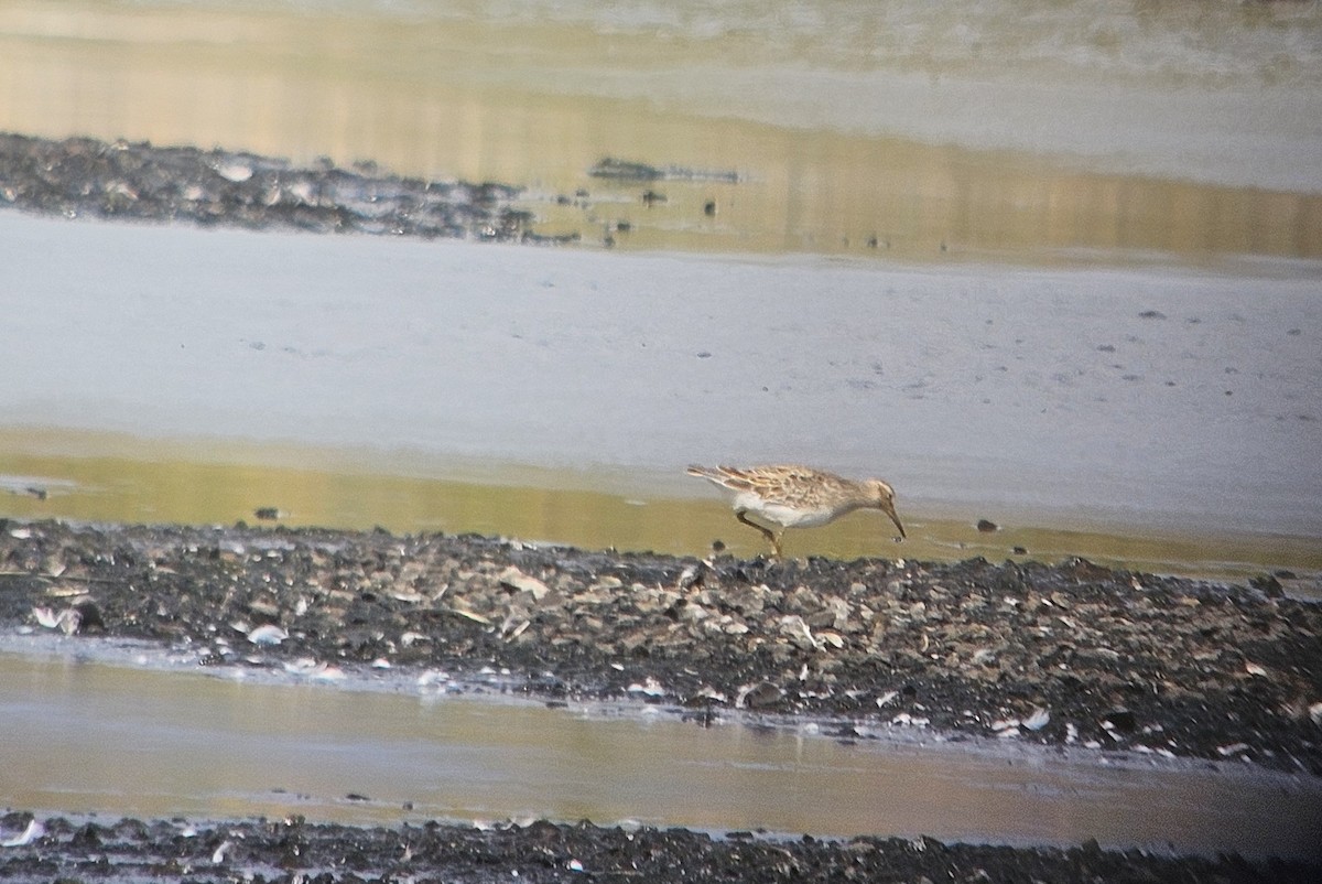 Pectoral Sandpiper - ML641871915