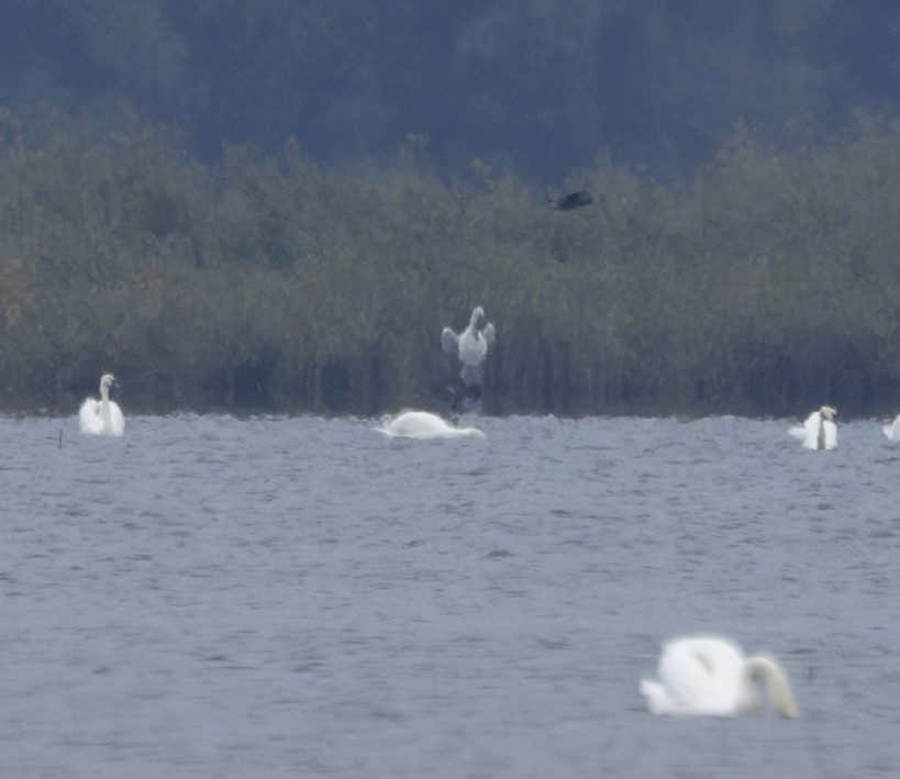 Борцгор хотон - ML641871916