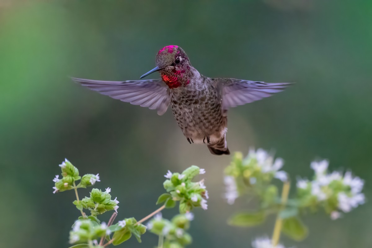 Anna's Hummingbird - ML641871949
