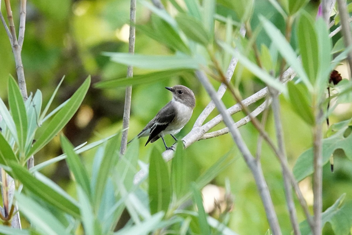 European Pied Flycatcher - ML641872027