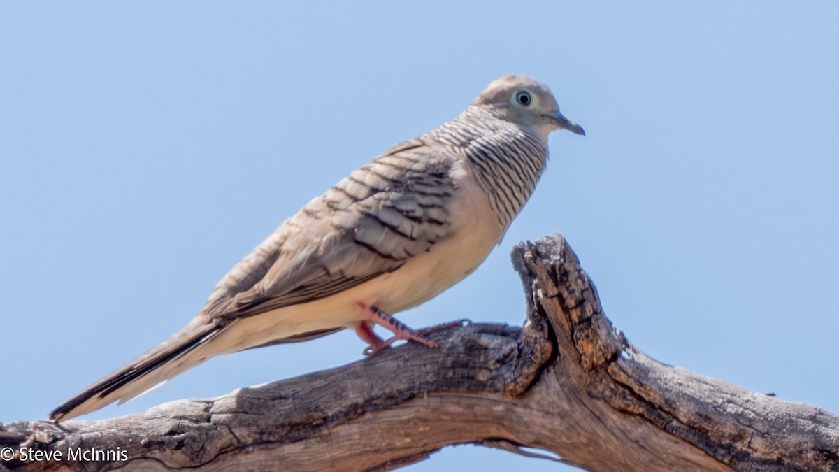 Peaceful Dove - ML641872034