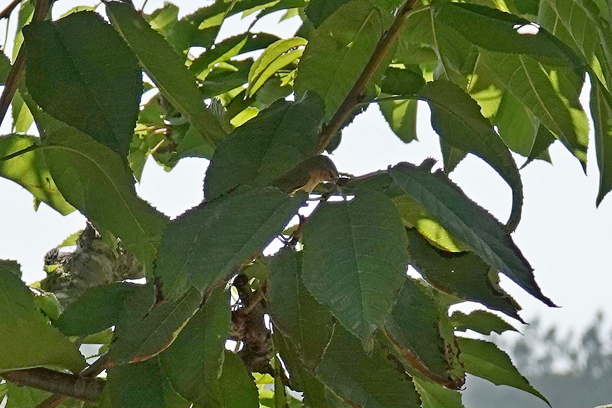 Iberian Chiffchaff - ML641872071