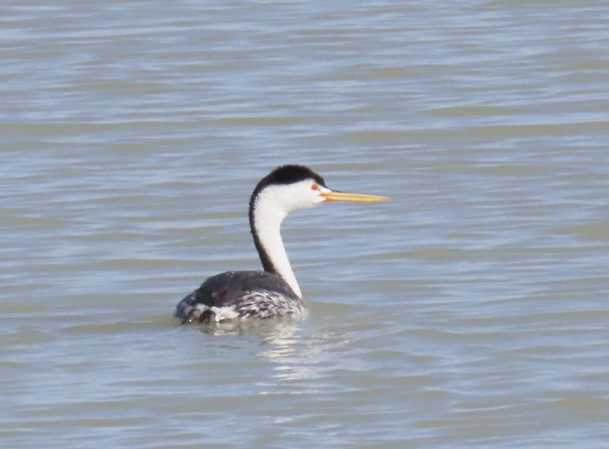 Clark's Grebe - ML641872079