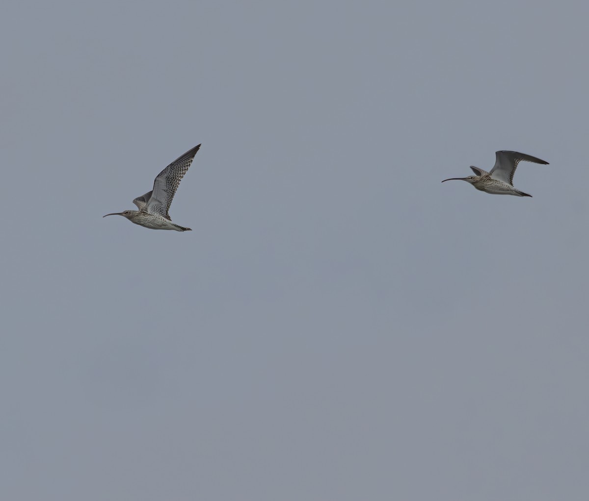 Морин тутгалжин - ML641872086