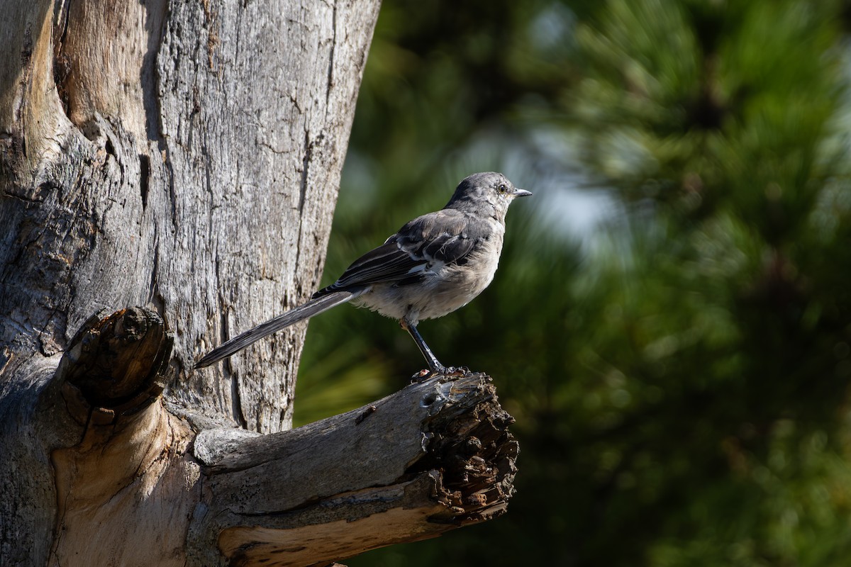 Northern Mockingbird - ML641872087