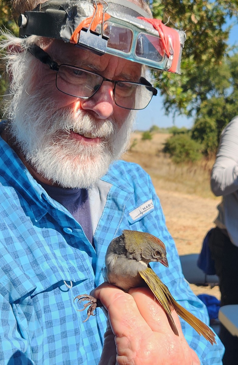 Green-tailed Towhee - ML641872109
