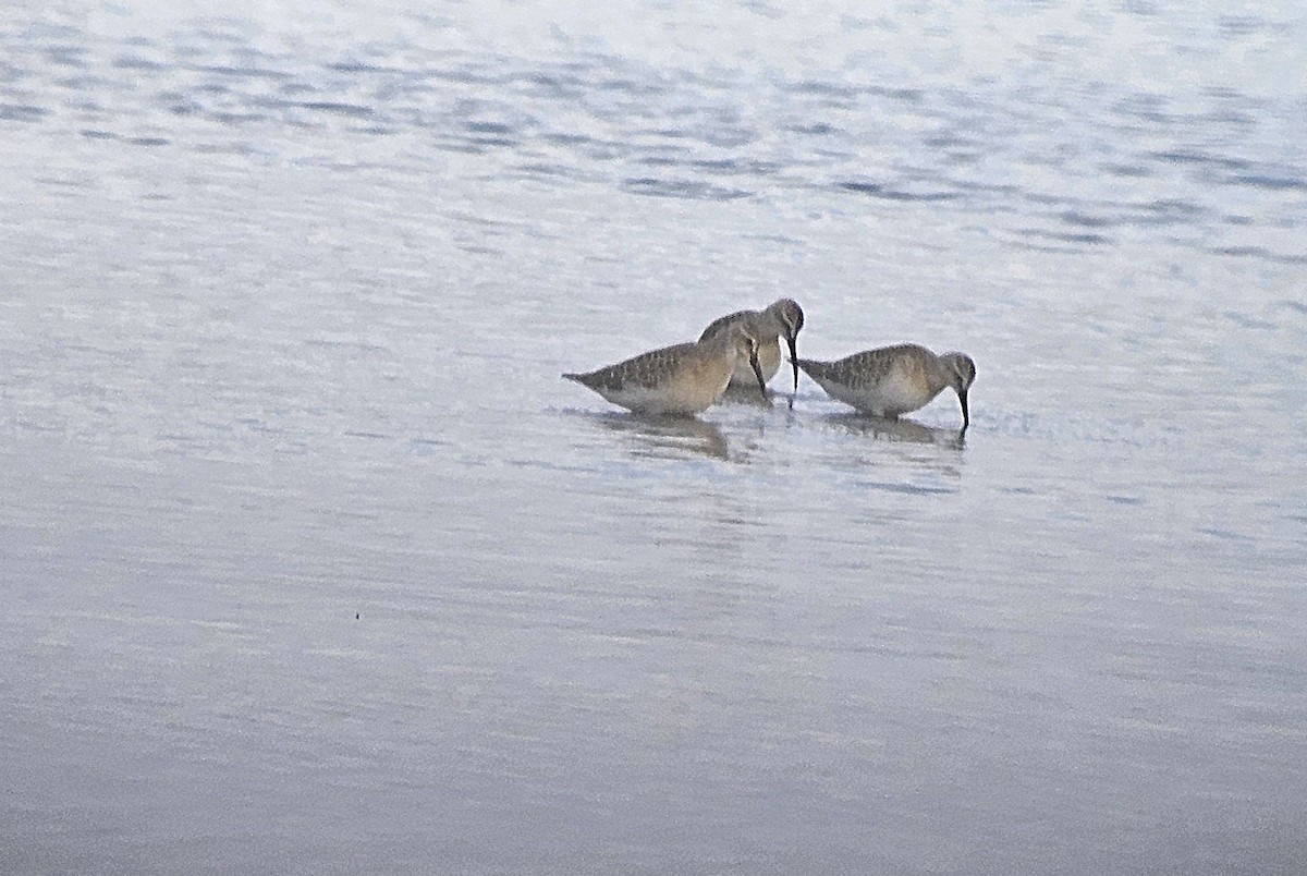 Curlew Sandpiper - ML641872111