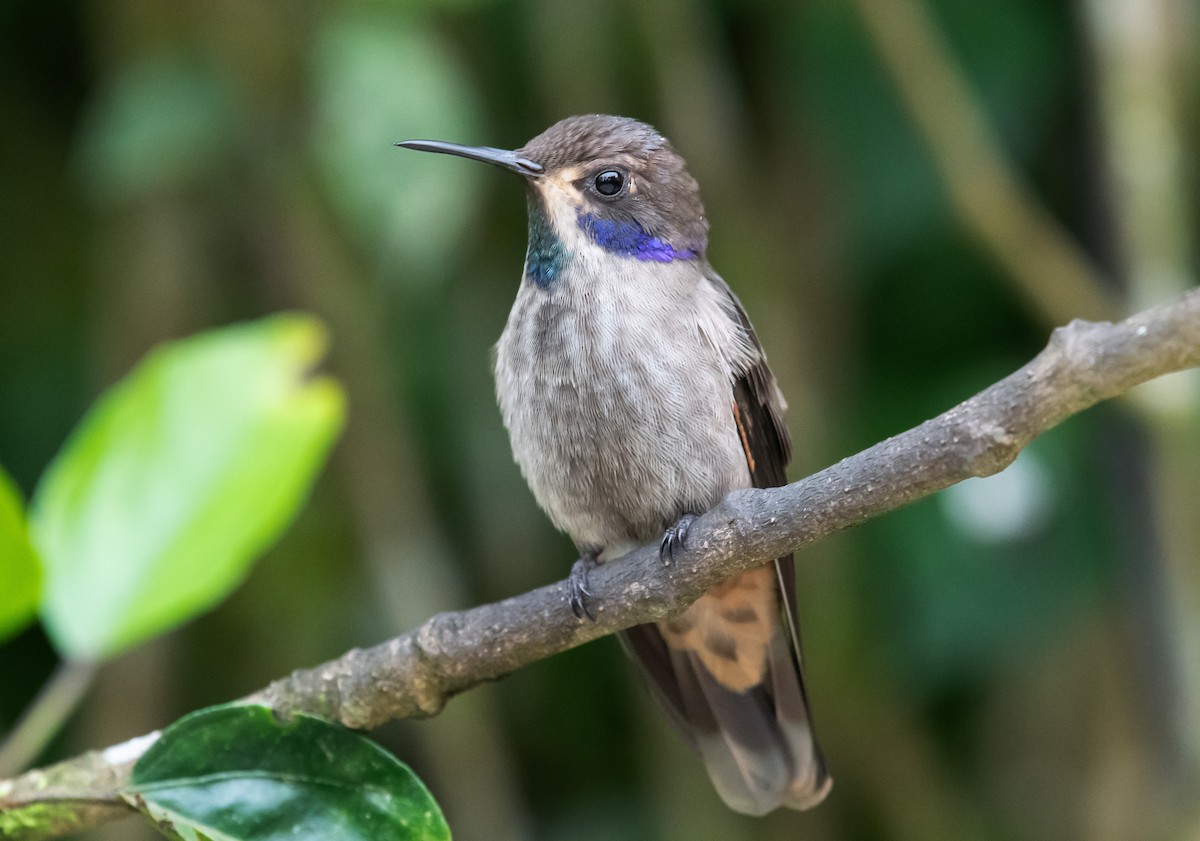 Brown Violetear - ML641872131