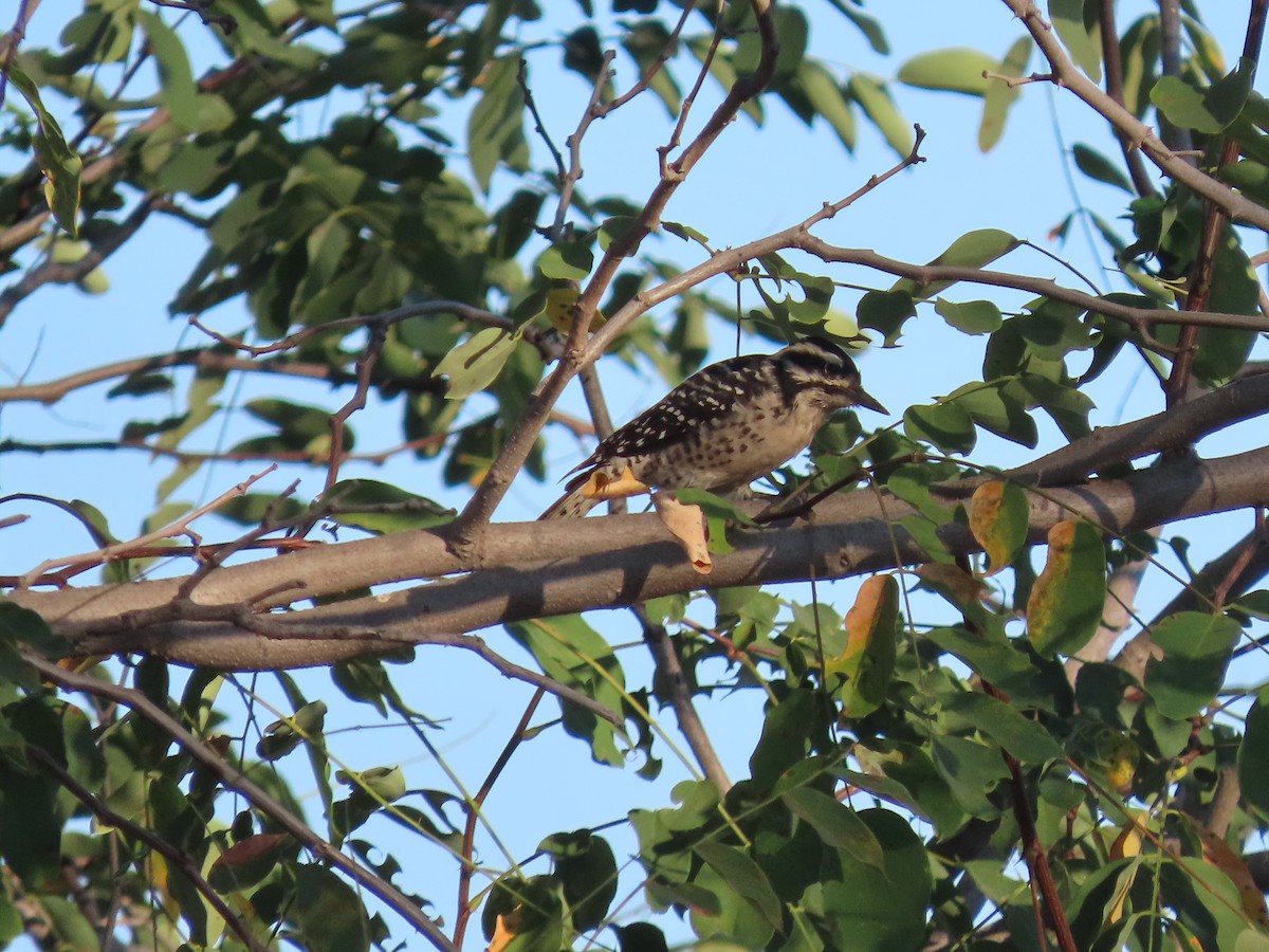 Nuttall's Woodpecker - ML641872132