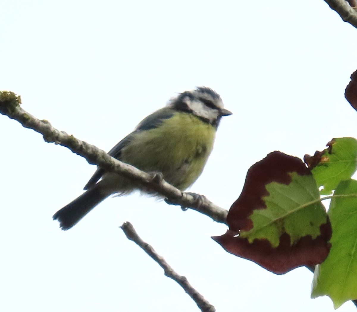 Eurasian Blue Tit - ML641872151