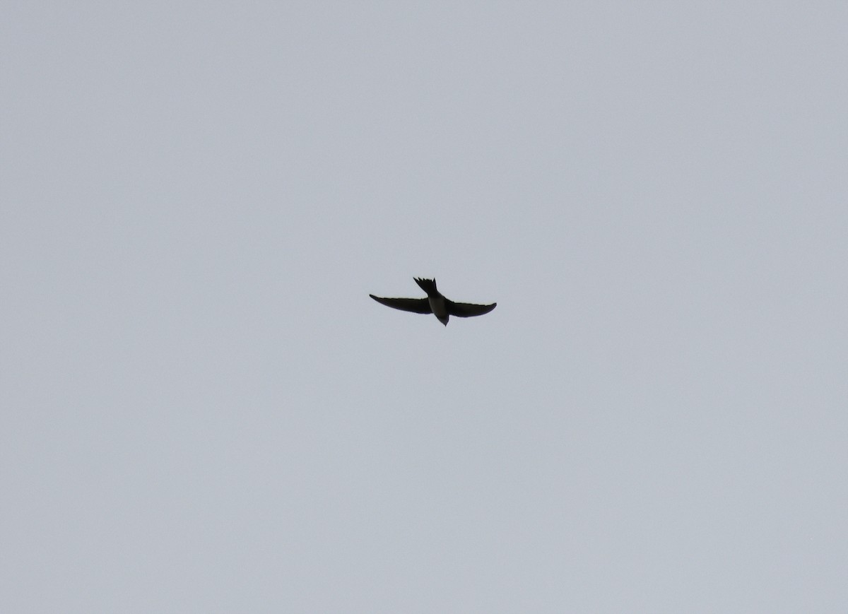 Alpine Swift - ML641872170