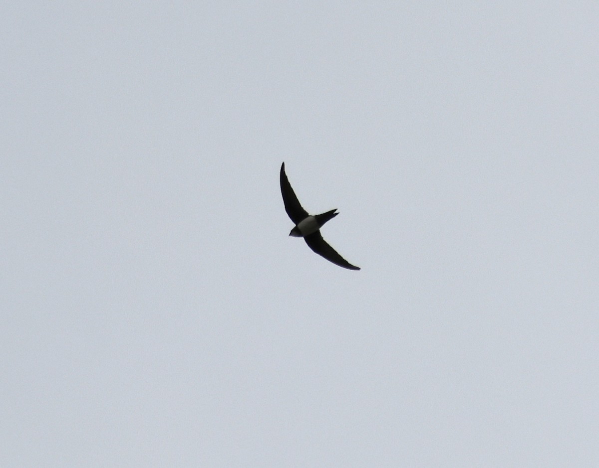 Alpine Swift - ML641872171