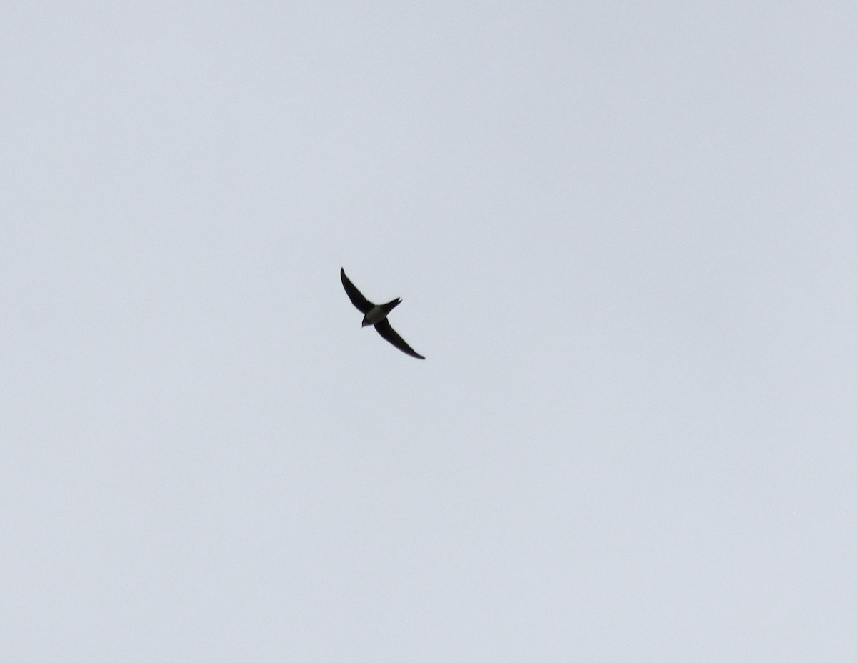 Alpine Swift - ML641872172