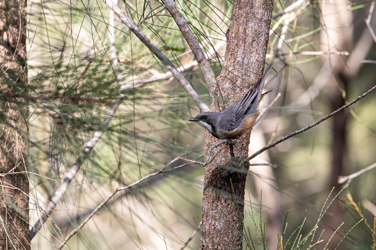 Rufous Whistler - ML641872174