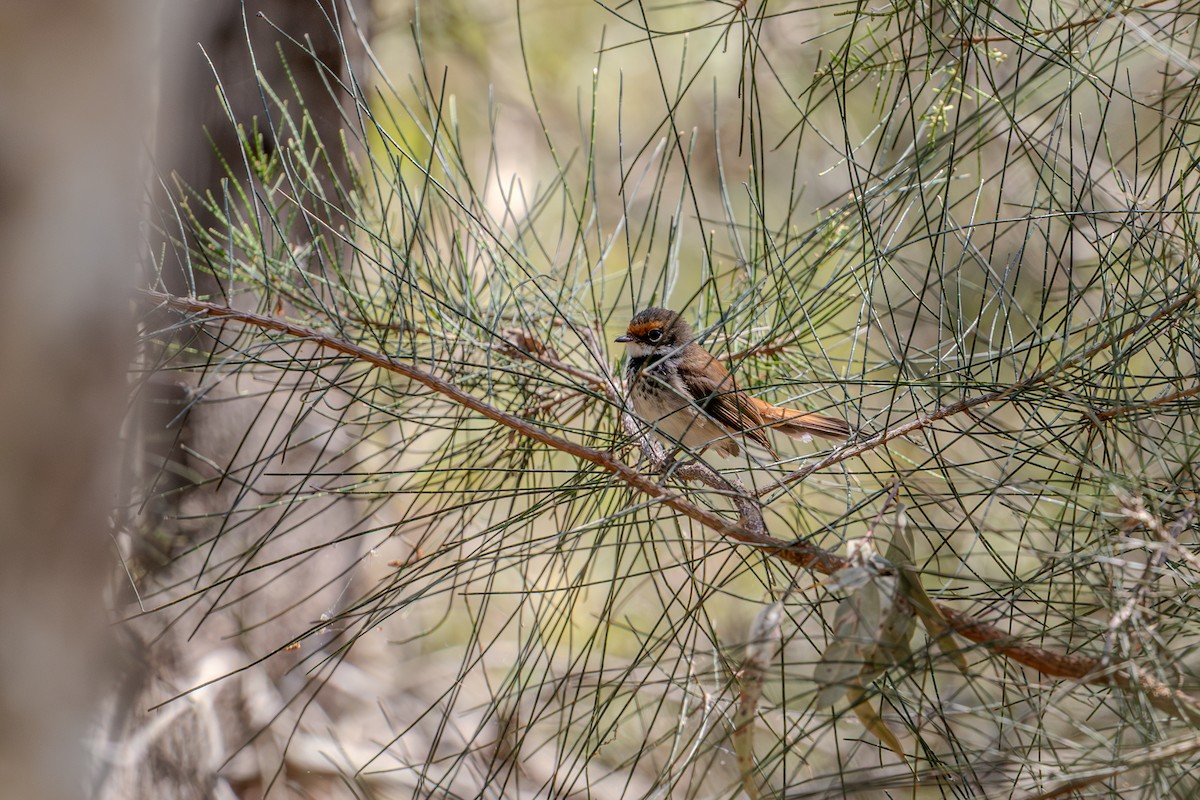 Australian Rufous Fantail - ML641872206